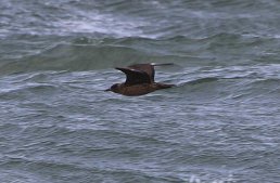 Great Skua, Cley 23rd September