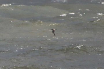 Long-tailed Skua, Cley 27th October