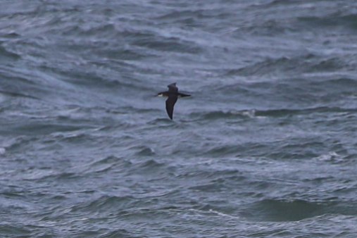 Manx Shearwater, Cley 23rd September