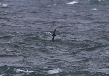 Manx Shearwater, Cley 23rd September