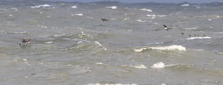 Long-tailed and 3 Pomarine Skua, Cley 27th October