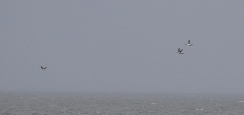 Red-throated Diver, Titchwell, 1st December