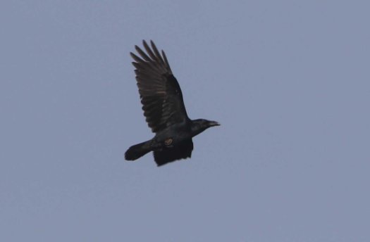 Raven, Cockley Cley 7th October