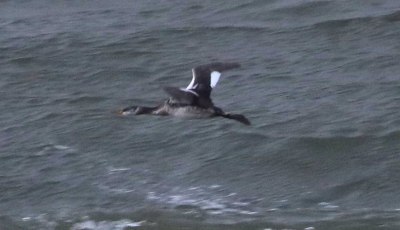 Red-necked Grebe, Cley 27th October