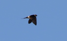 Red-rumped Swallow, Cley. 8th December