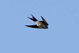 Red-rumped Swallow, Cley. 8th December