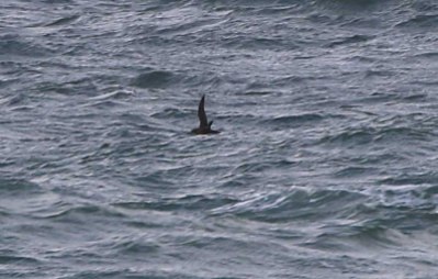 Sooty Shearwater, Cley 23rd September