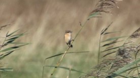 Stejneger's Stonechat, Salthouse, 20th October