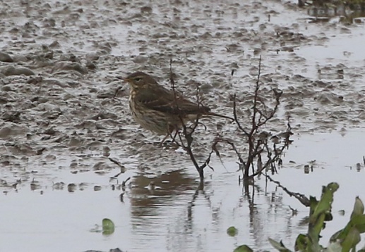 Water Pipit, Titchwell, 1st December