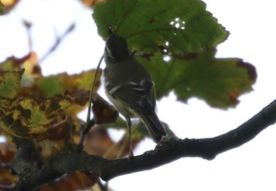 Yellow-browed Warbler, Stiffkey Wood, 8th October