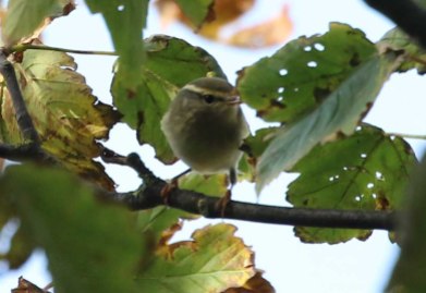Yellow-browed Warbler, Stiffkey Wood, 8th October
