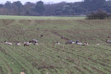 White-fronted Goose, Burnham Overy, 27th January