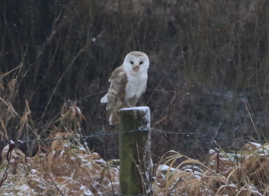 Barn Owl, Cockley Cley 2nd February