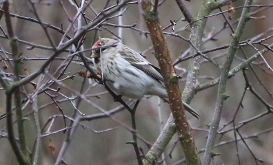Coues's Arctic Redpoll, Wells, 26th January