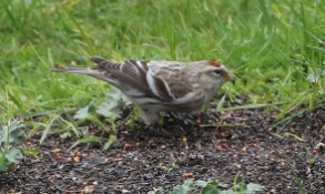Coues's Arctic Redpoll, Cockley Cley 17th March
