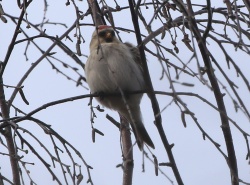 Coues's Arctic Redpoll, Wells, 26th January