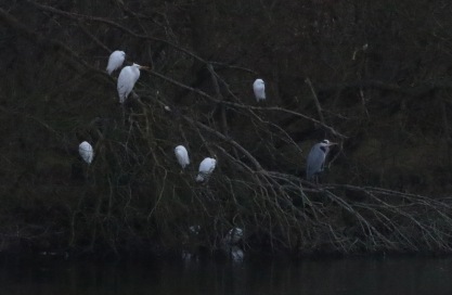 Great and Little Egrets NVF 26th January