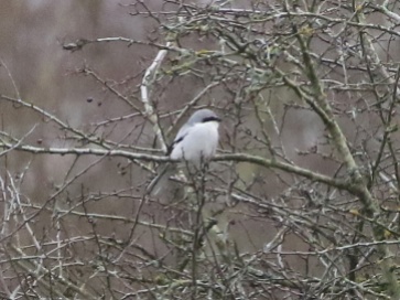 Great Grey Shrike, Santon Downham, 25th January