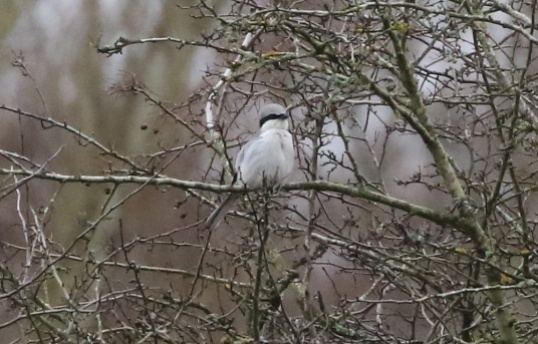 Great Grey Shrike, Santon Downham, 25th January