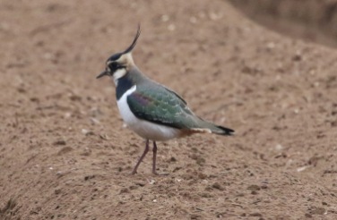 Lapwing, Cockley Cley 2nd February