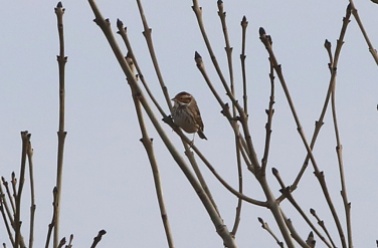 Little Bunting Weybourne Camp 16th February