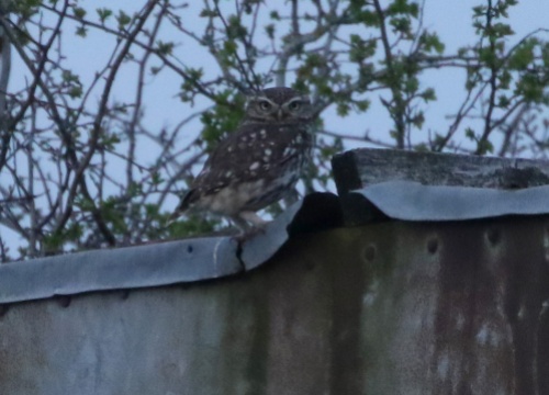 Little Owl, Cockley Cley 30th March