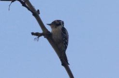 Lesser-spotted Woodpecker 2nd February