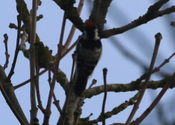 Lesser-spotted Woodpecker 2nd February
