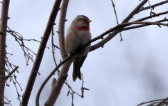 Mealy Redpoll, Wells, 26th January