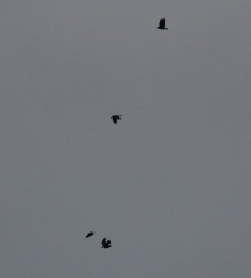 Ravens, 1st January