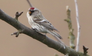 Mealy Redpoll, Cockley Cley 14th March