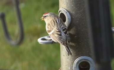 Mealy Redpoll, Cockley Cley 14th March