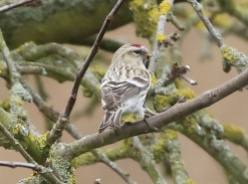 Coues's Arctic Redpoll, Cockley Cley 15th March