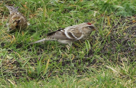Coues's Arctic Redpoll, Cockley Cley 15th March