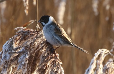Reed Bunting, Titchwell 20th January
