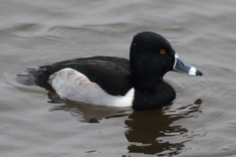 Ring-necked Duck, Welney 5th January