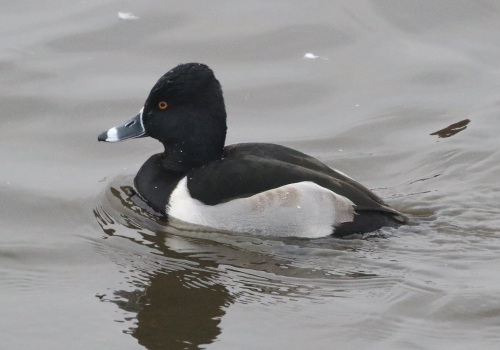 Ring-necked Duck, Welney 5th January