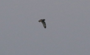 Short-eared Owl, Welney, 6th January