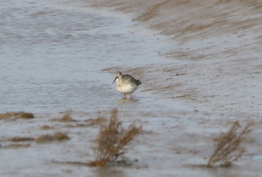 Spotted Redshank, Thornham Harbour. 26th January