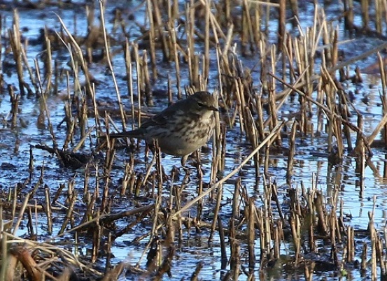 Water Pipit, Titchwell 1st January