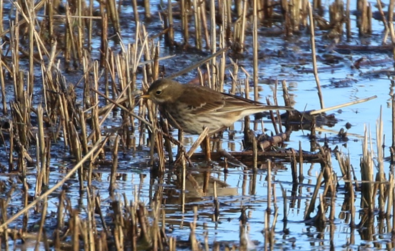 Water Pipit, Titchwell 1st January