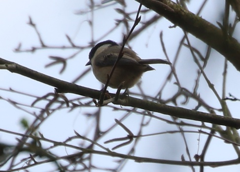 Willow Tit, 28th March