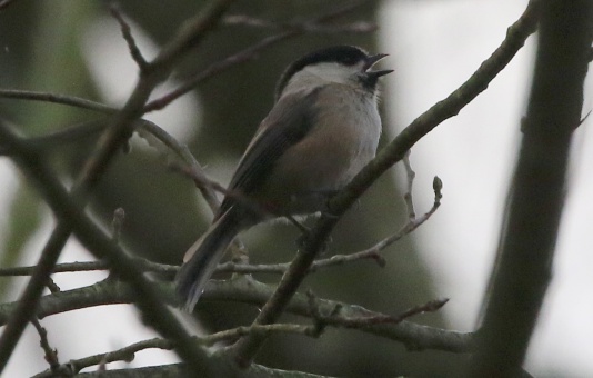 Willow Tit, 2nd February