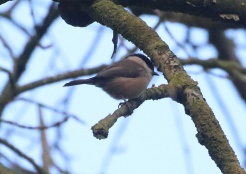 Willow Tit, 2nd February