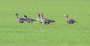 White-fronted Goose, Wissington 19th January