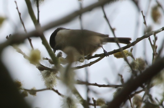 Willow Tit, 28th March