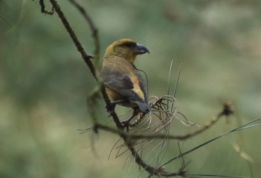 Crossbill, Cockley Cley 30th March